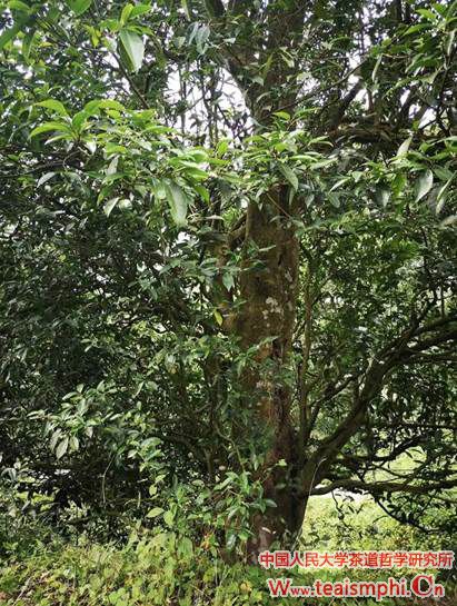 郭相茹 ：寿宁县茶产业考察心得