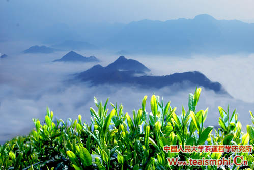 王雅清：陕西茶产业现状，困境与出路